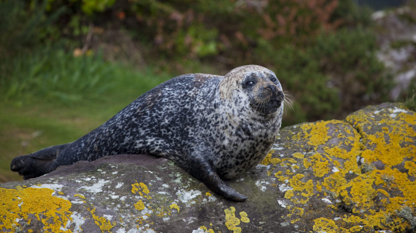 Common Seal, Glengarriff