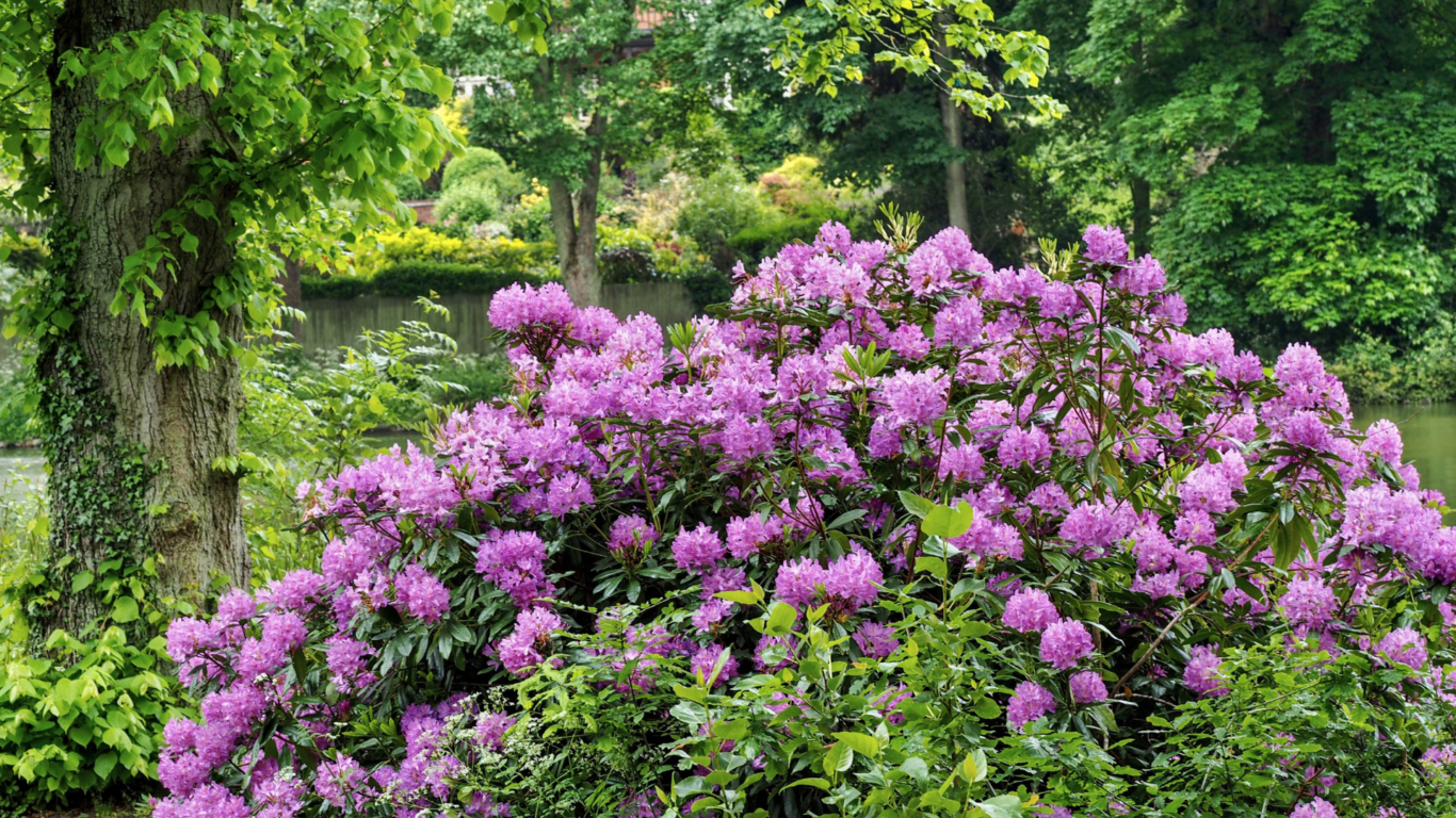 rhododendrum